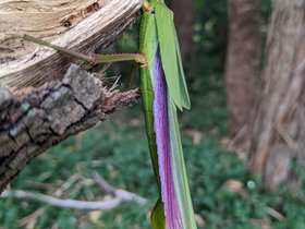 2022-12-20 pink-winged phasma.jpg
